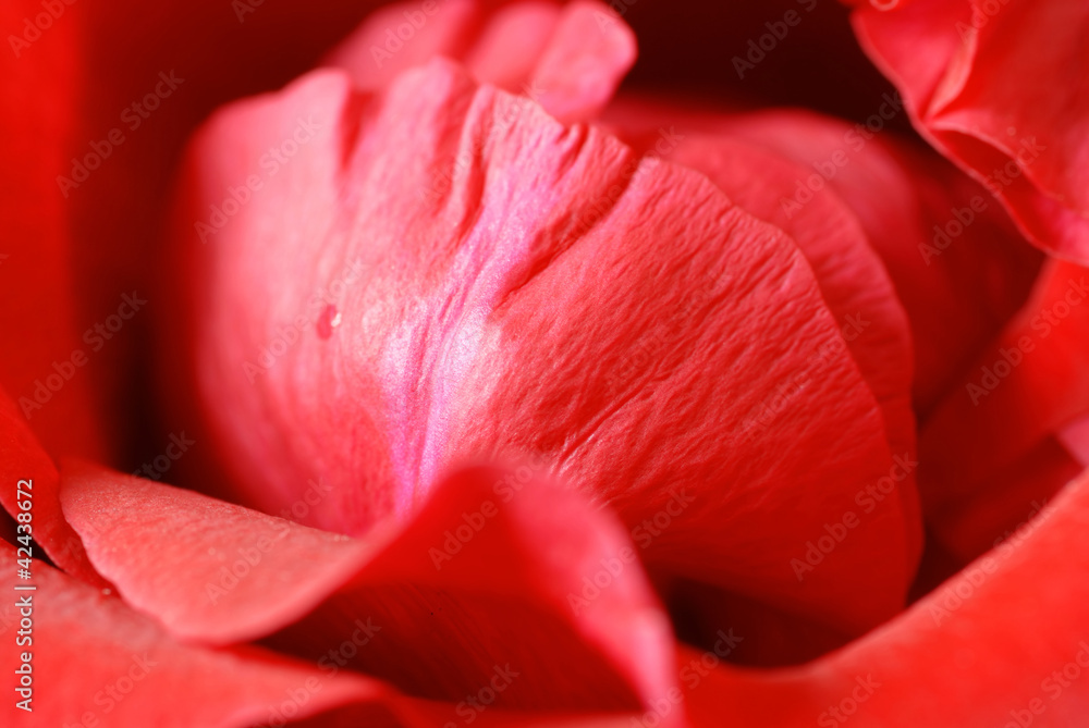 gorgeous blooming red rose closeup