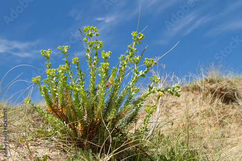 Sea spurge. photo