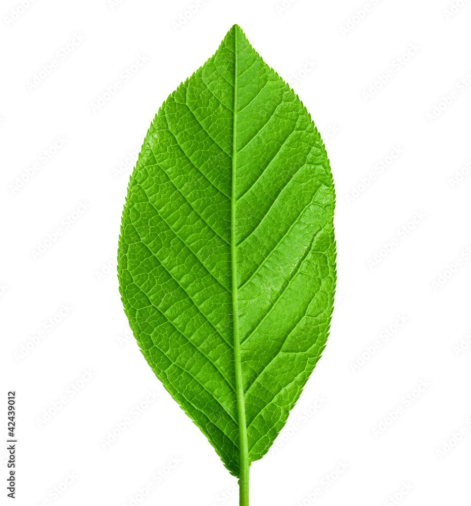 green young spring leaf isolated, high resolution macro green young spring leaf isolated, high resolution macro