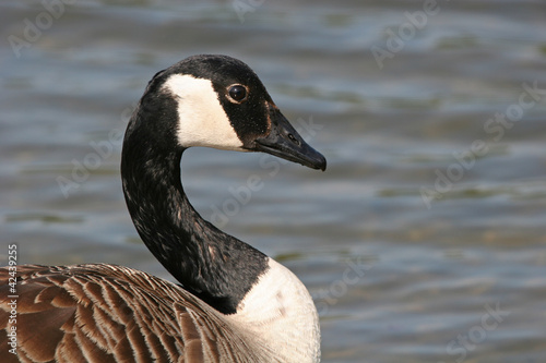 Canada Goose photo