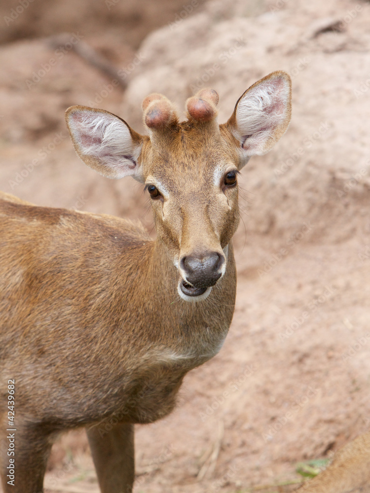 Sambar Deer (Cervus unicolor) Sambar Deer (Cervus unicolor)