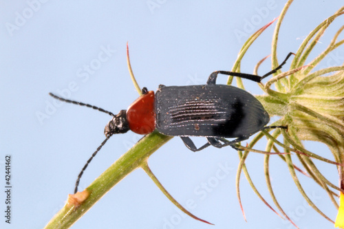 Coleóptero, heliotaurus ruficollis photo