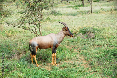 Antelope Topi (Damaliscus korrigum)