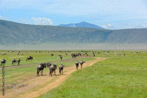 Crater Ngorongoro, Tanzania photo