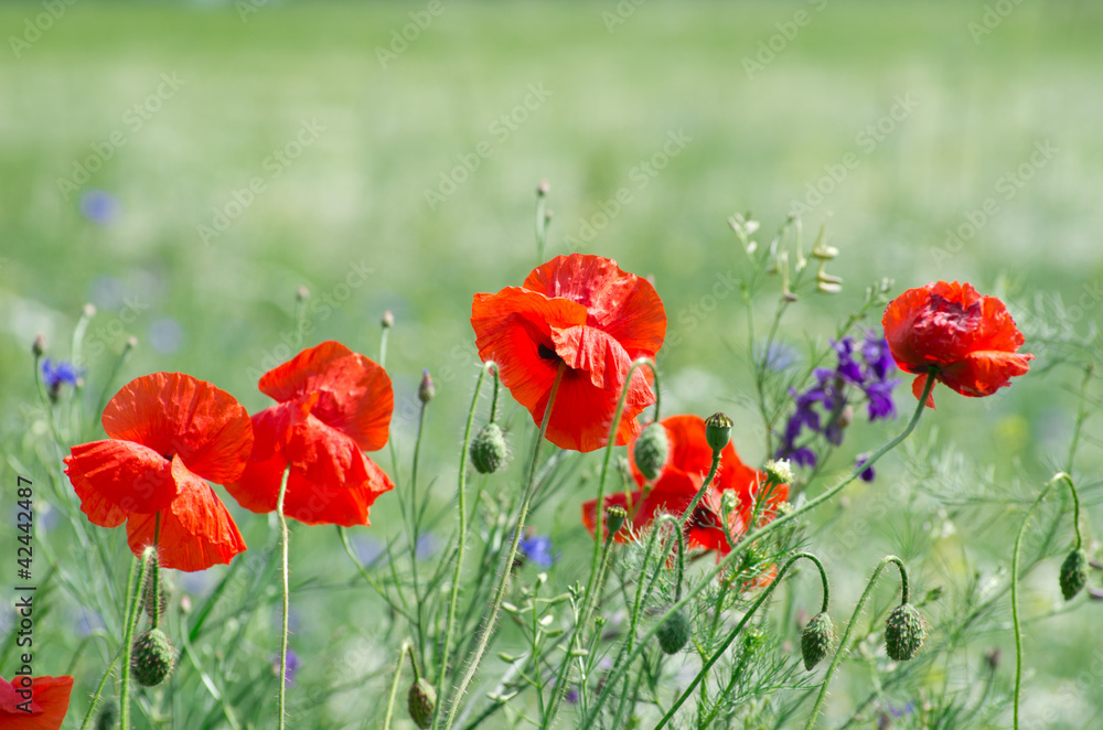 Obraz premium red poppy on field