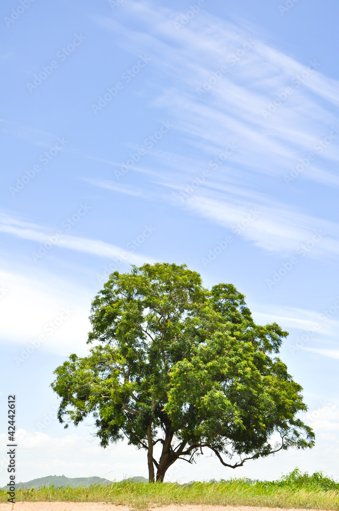 Big tree with blue sky
