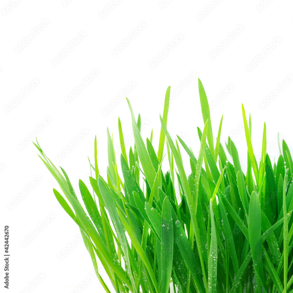 Fresh green grass isolated on white background Fresh green grass isolated on white background