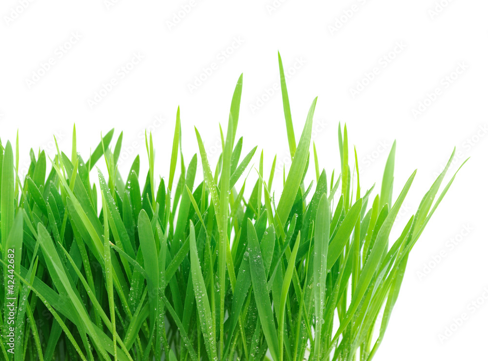 Naklejka Świeża zielona trawa odizolowywająca na białym tle