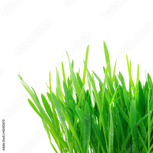 Fresh green grass isolated on white background