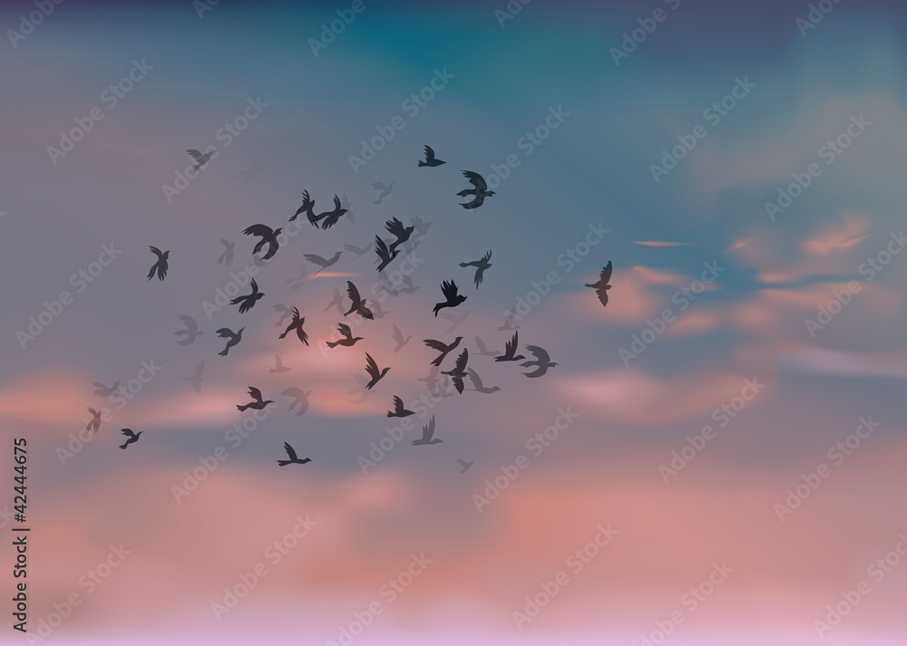 Birds Migration / Red clouds at sunset