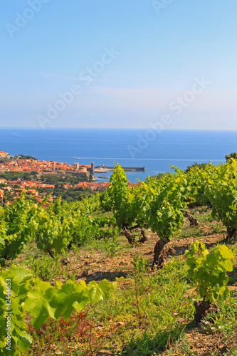 Vigne de Collioure