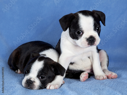 Two Boston Terrier Puppies