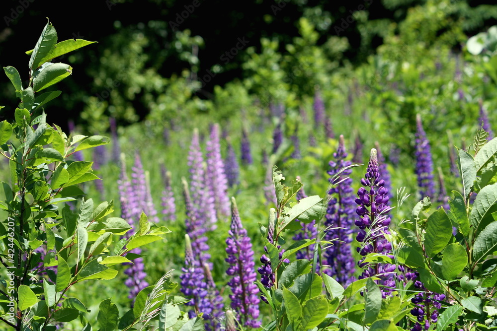 Obraz premium wild lupine flowers