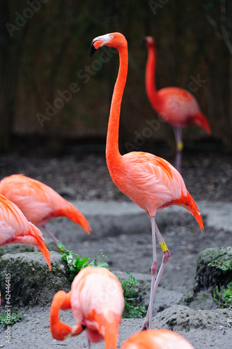 Flamingo in Miami zoo