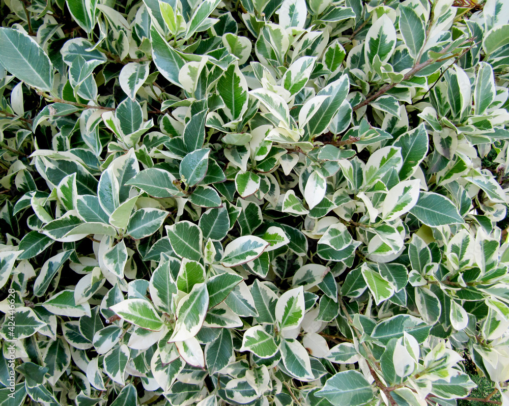 Decorative bush with white and green leaves, background Decorative bush with white and green leaves, background