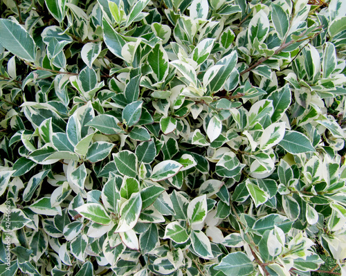 Decorative bush with white and green leaves, background