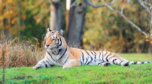 Fototapeta Naklejka Na Ścianę i Meble -  Tiger on grass