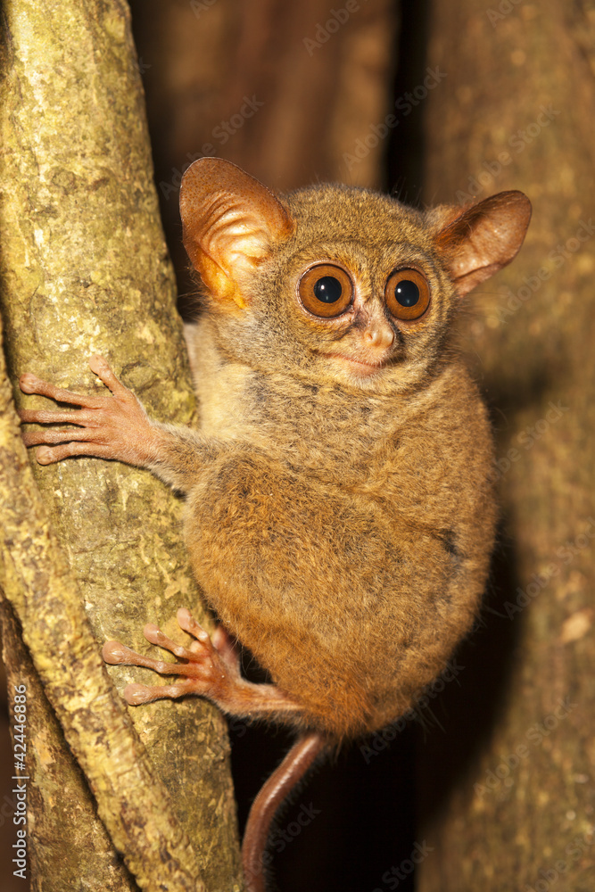 Fototapeta premium Tarsier Monkey