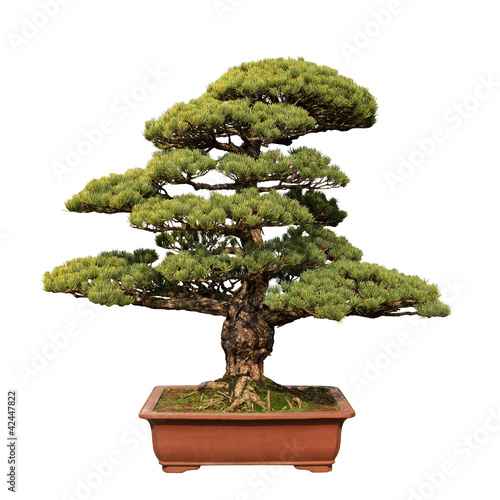 green bonsai tree of pine