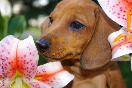 Dachshund Puppy & Lillies