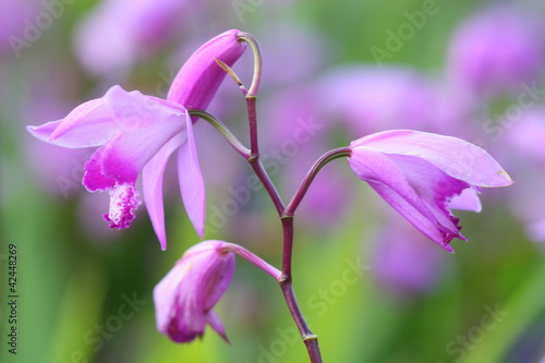 western fairy slipper