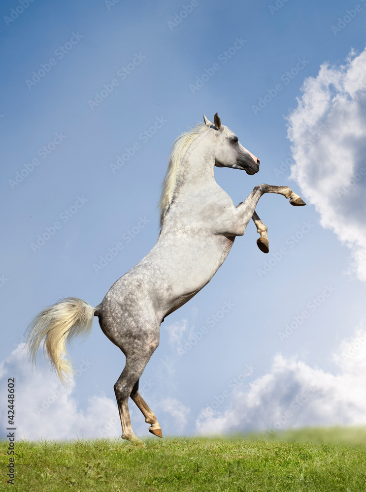 arabian stallion rears