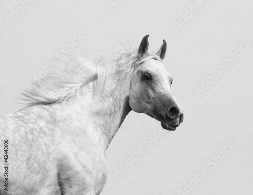 white arabian stallion