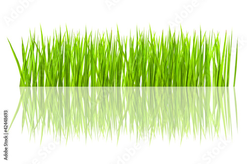 Grass on a white background.