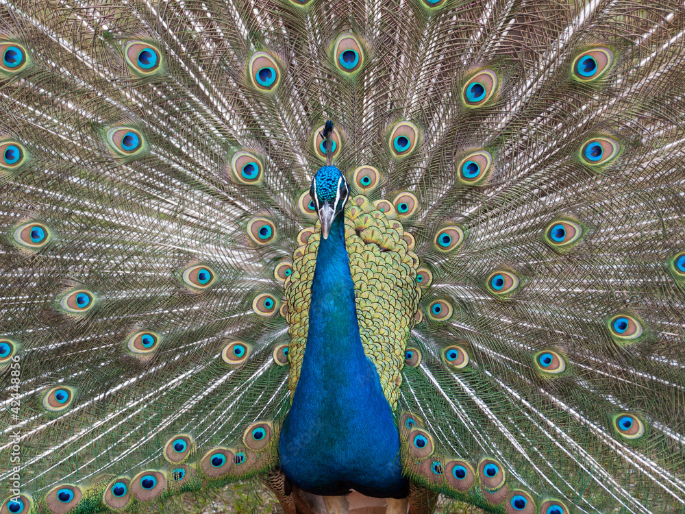 Paon Qui Fait La Roue Stock Photo Adobe Stock