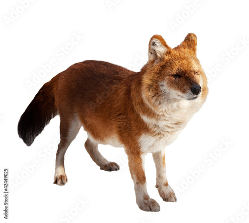 Dhole. Isolated over white photo