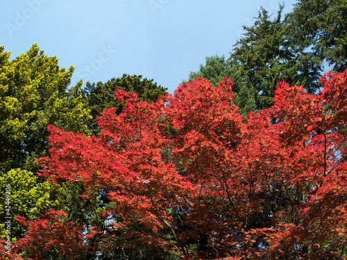 Erable rouge et feuilles en transparence