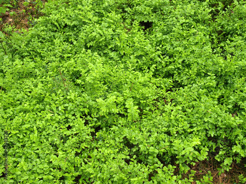 Blueberry bush