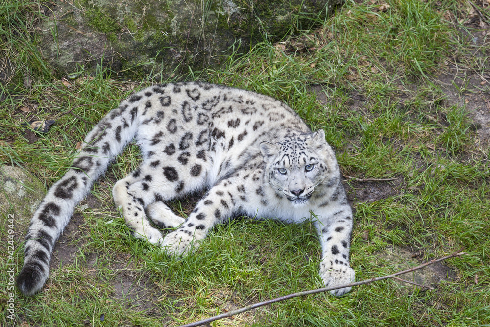 Obraz premium Snow leopard