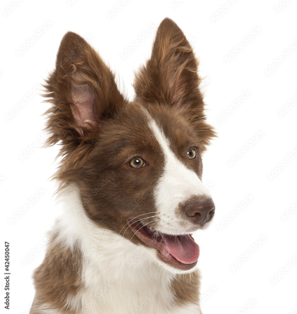 Border Collie puppy, 5 months old Border Collie puppy, 5 months old