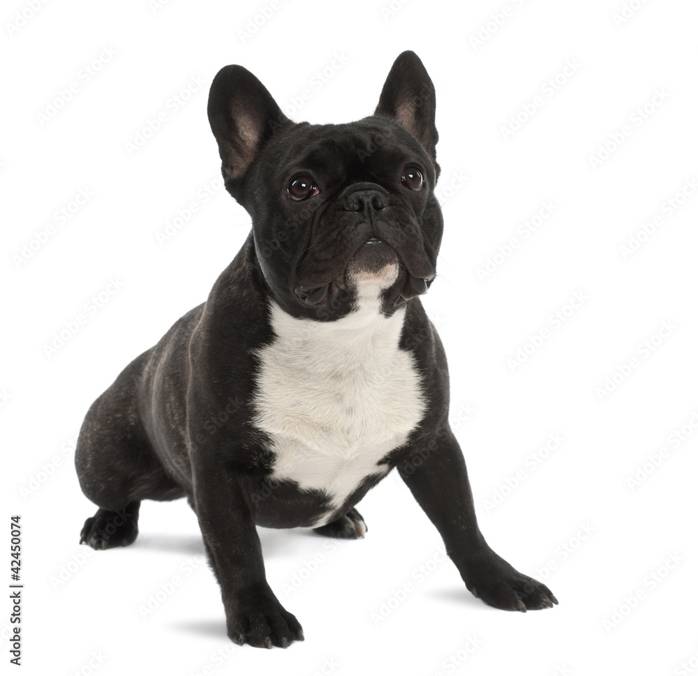 French Bulldog, 1 year old, portrait against white background