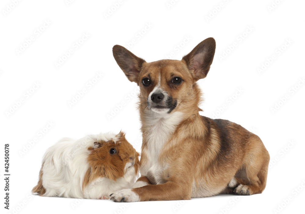 Obraz premium Bastard dog and guinea pig portrait against white background