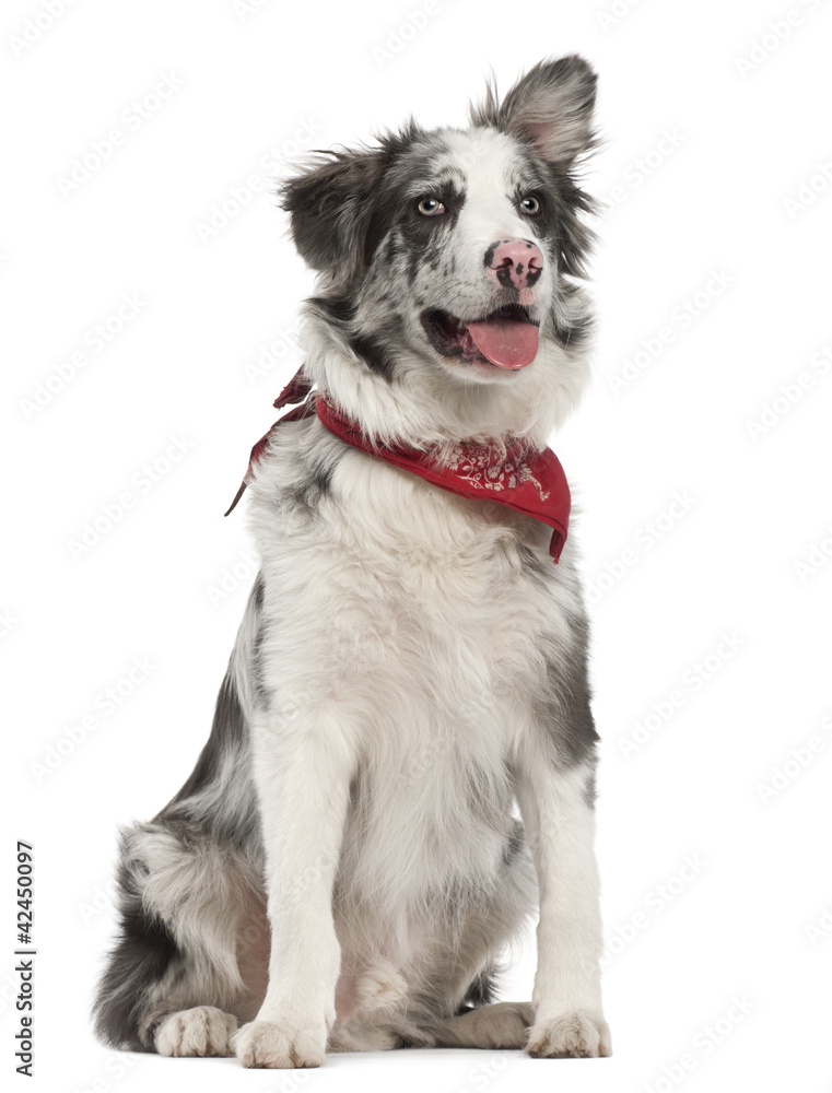 Border Collie, 7 months old, sitting against white background