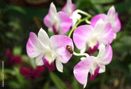Orchid  e - Preranenya  Sri Lanka 