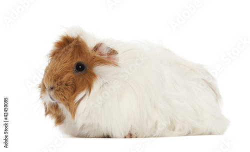 Guinea pig against white background