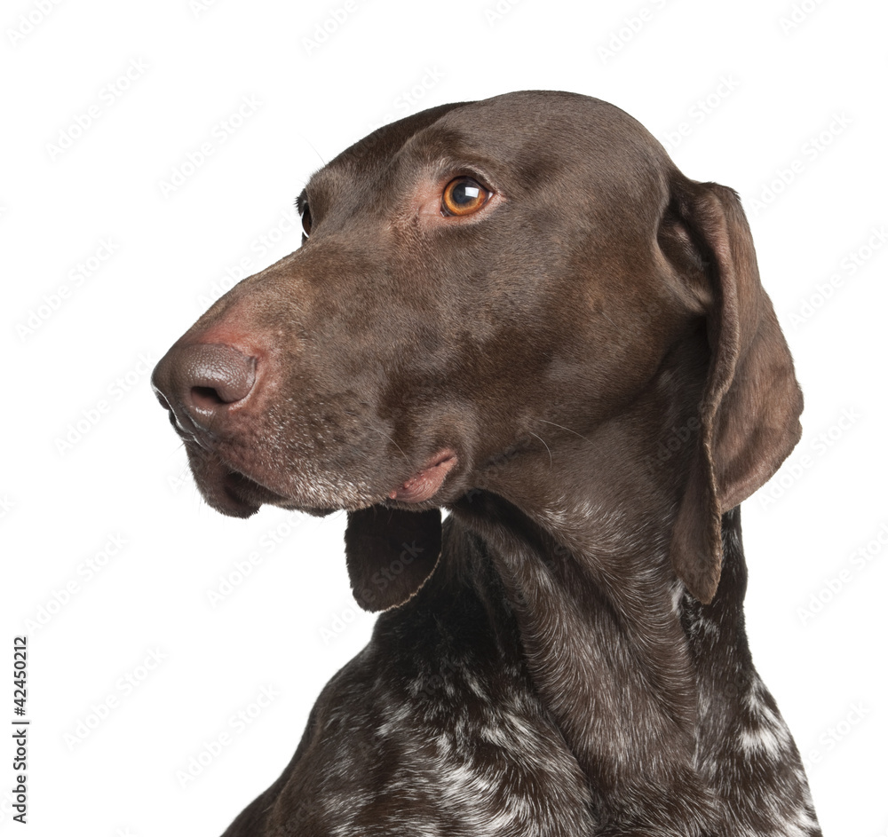German Shorthaired Pointer, 4 years old German Shorthaired Pointer, 4 years old