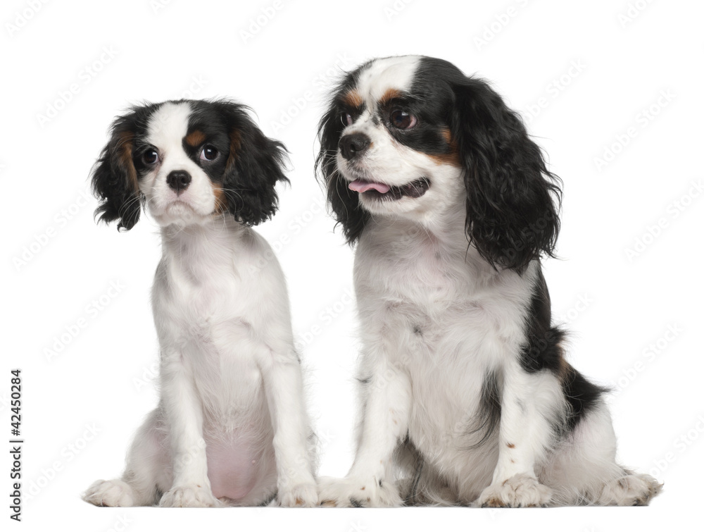 Cavalier King Charles Spaniel puppy, 3 months old Cavalier King Charles Spaniel puppy, 3 months old
