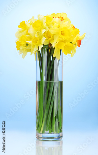 beautiful yellow daffodils in transparent vase