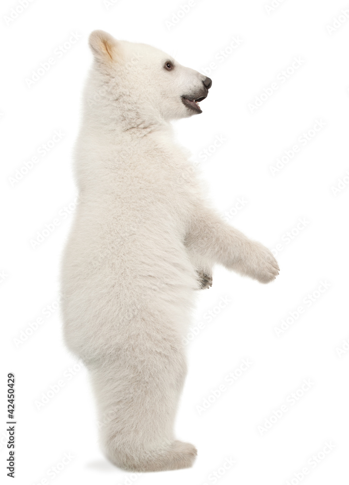 Fototapeta premium Polar bear cub, Ursus maritimus, 6 months old