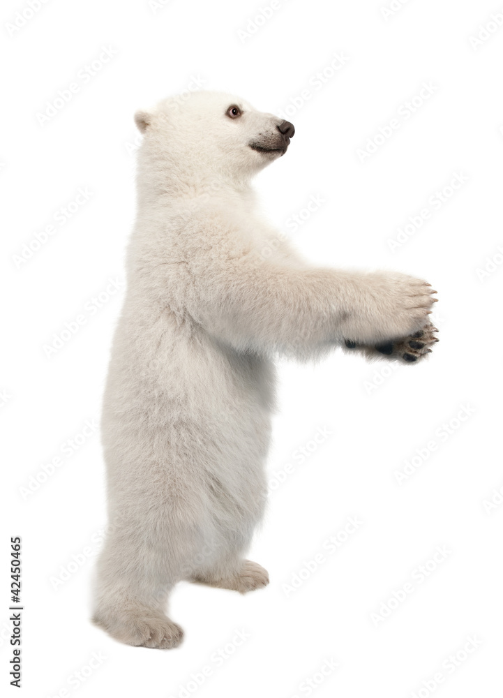 Fototapeta premium Polar bear cub, Ursus maritimus, 6 months old