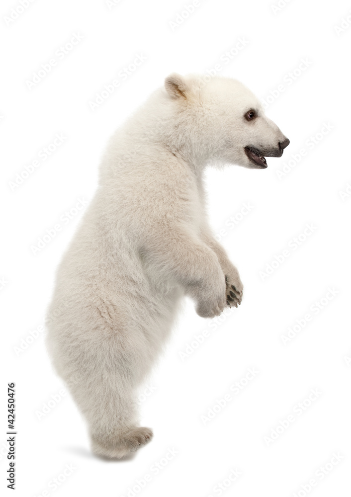 Fototapeta premium Polar bear cub, Ursus maritimus, 6 months old