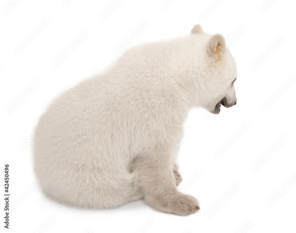 Fototapeta premium Polar bear cub, Ursus maritimus, 6 months old