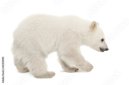 Polar bear cub, Ursus maritimus, 6 months old, standing