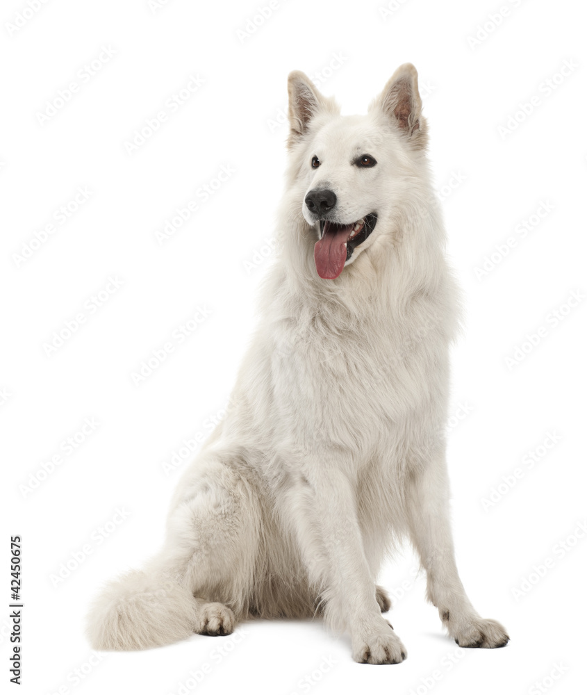 Berger Blanc Suisse, 5 years old Berger Blanc Suisse, 5 years old