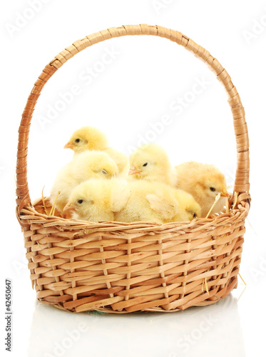 beautiful little chickens in basket isolated on the white