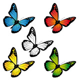 Schmetterlinge in verschiedenen Farben